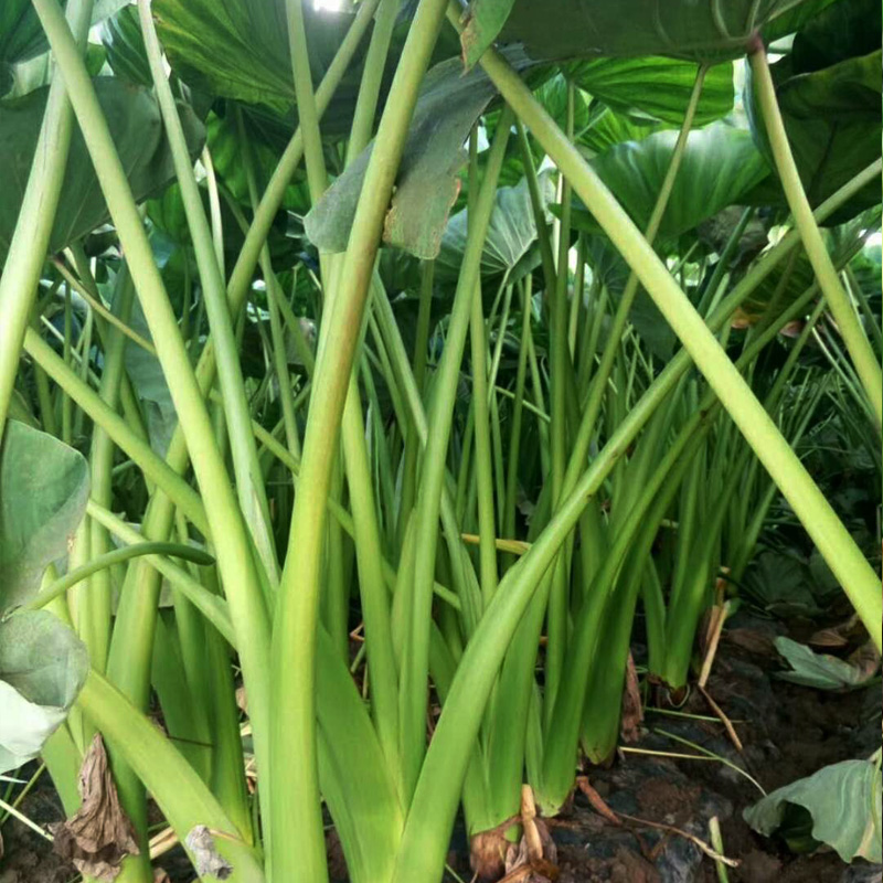 广西横县酸芋苗500克袋农家自制芋禾下饭菜饭扫光泡菜横县酸芋苗3斤加