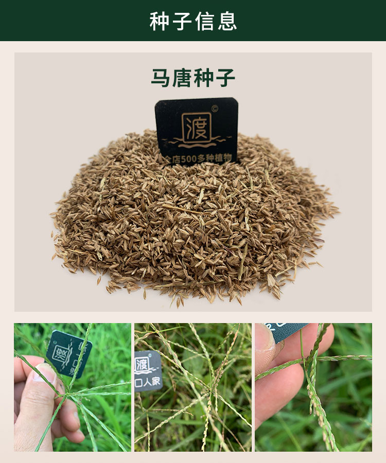 歌传马唐种子速生杂草危害发芽快恶性北方南方马塘夏秋播种毛马唐草籽