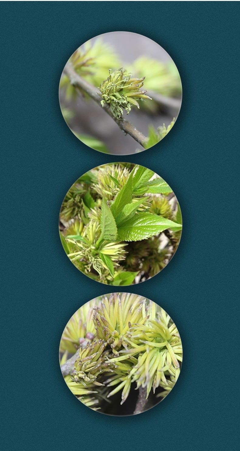 涵鹭杜仲花250克野生杜仲雄花张家界杜仲茶男性雄花茶50g泡水喝的官方