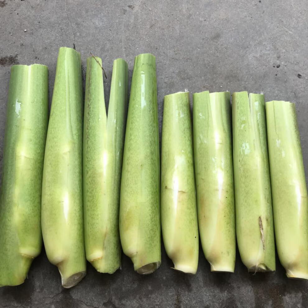 双季茭白苗 美人茭品单季品种 水生蔬菜高笋 茭白苗龙虾套养 量大联系