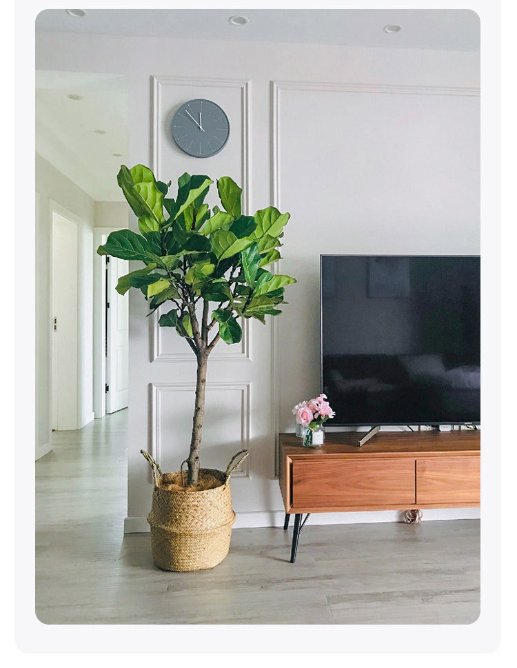 适用空间:客厅品种:琴叶榕商品毛重:1.