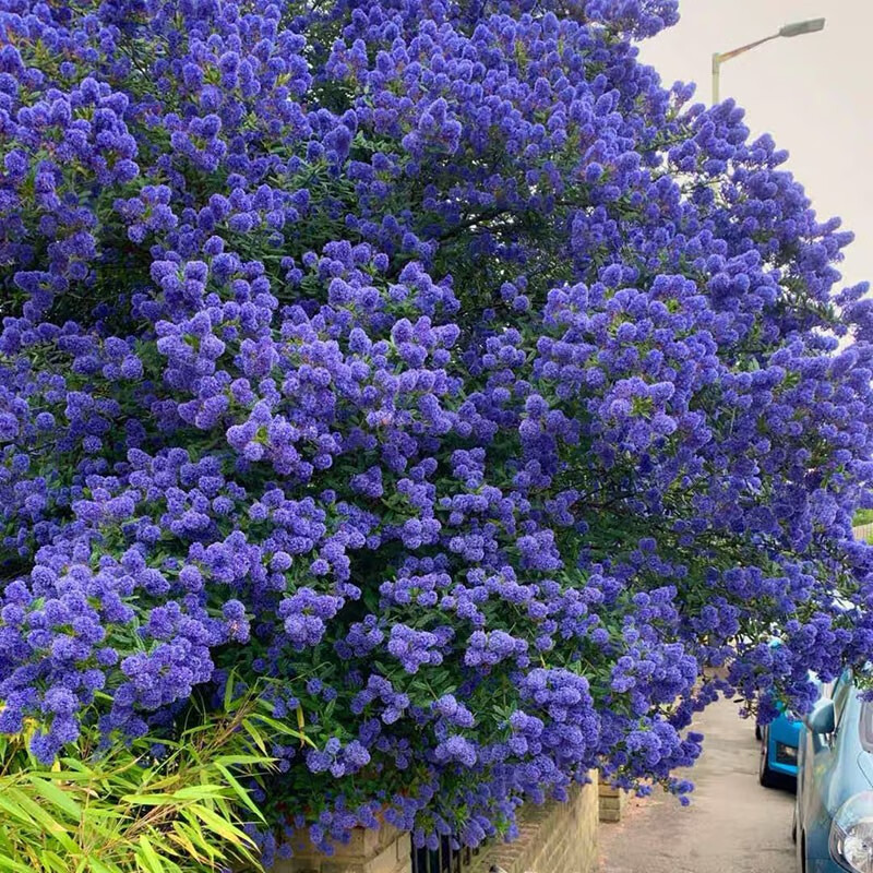 澜墨蓝色海洋 美洲茶花盆栽大苗蓝色树海洋多年生灌木乔木庭院植物tt0