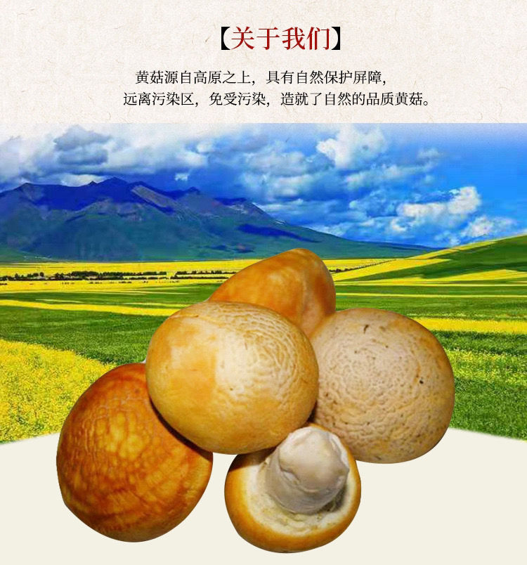 小黄蘑菇 多规格 高源藏区礼盒 藏川高原野生黄蘑菇100g装【图片 价格