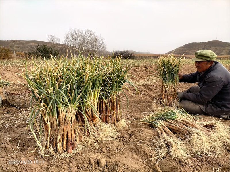 现挖现发葱香浓郁陕北食用红葱新鲜去根去叶铁锅炖羊肉红皮葱陕北红葱