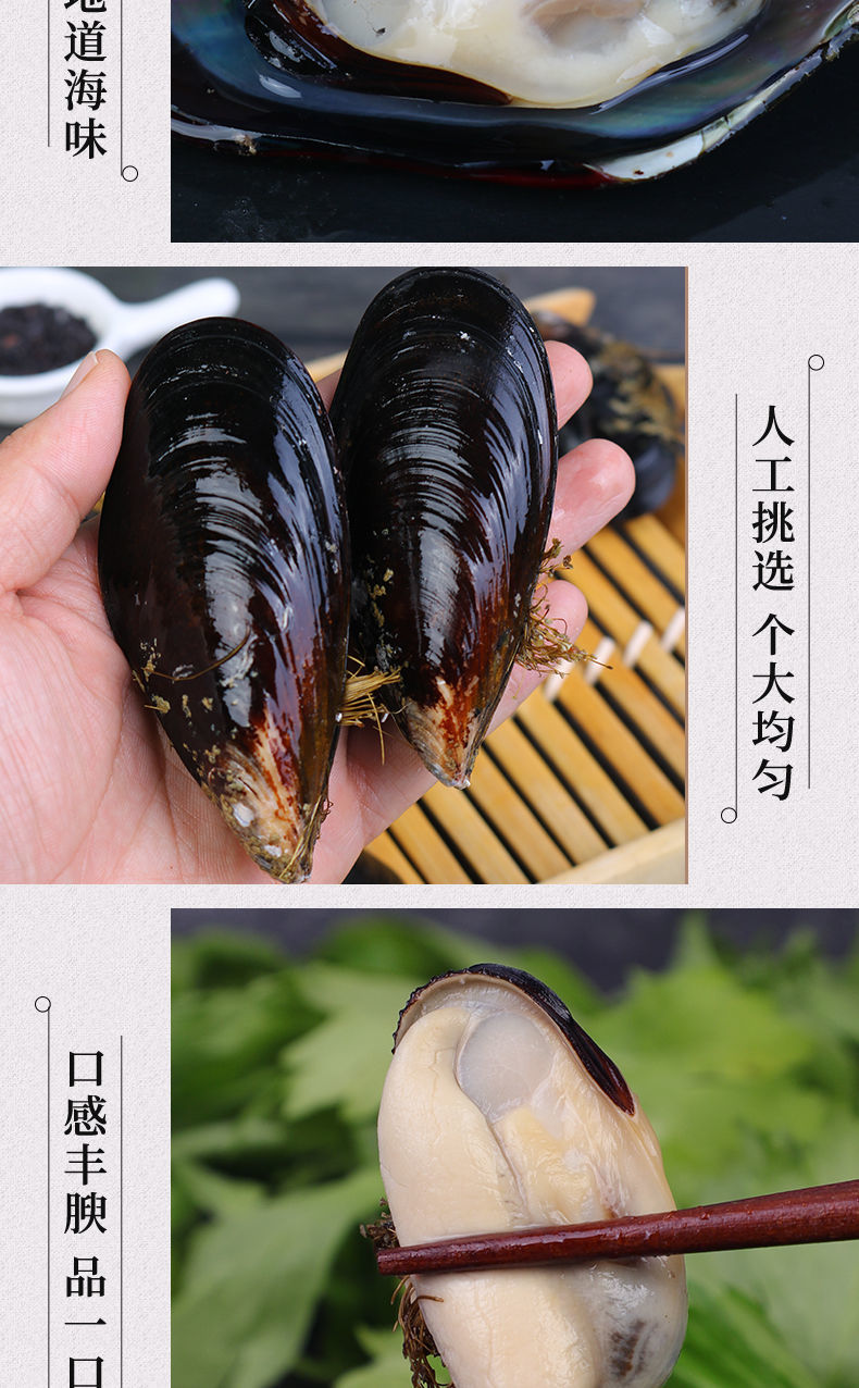 青口贝鲜活淡菜海虹翡翠贻贝海螺肉贝类海鲜水产 两斤装(尝鲜装)