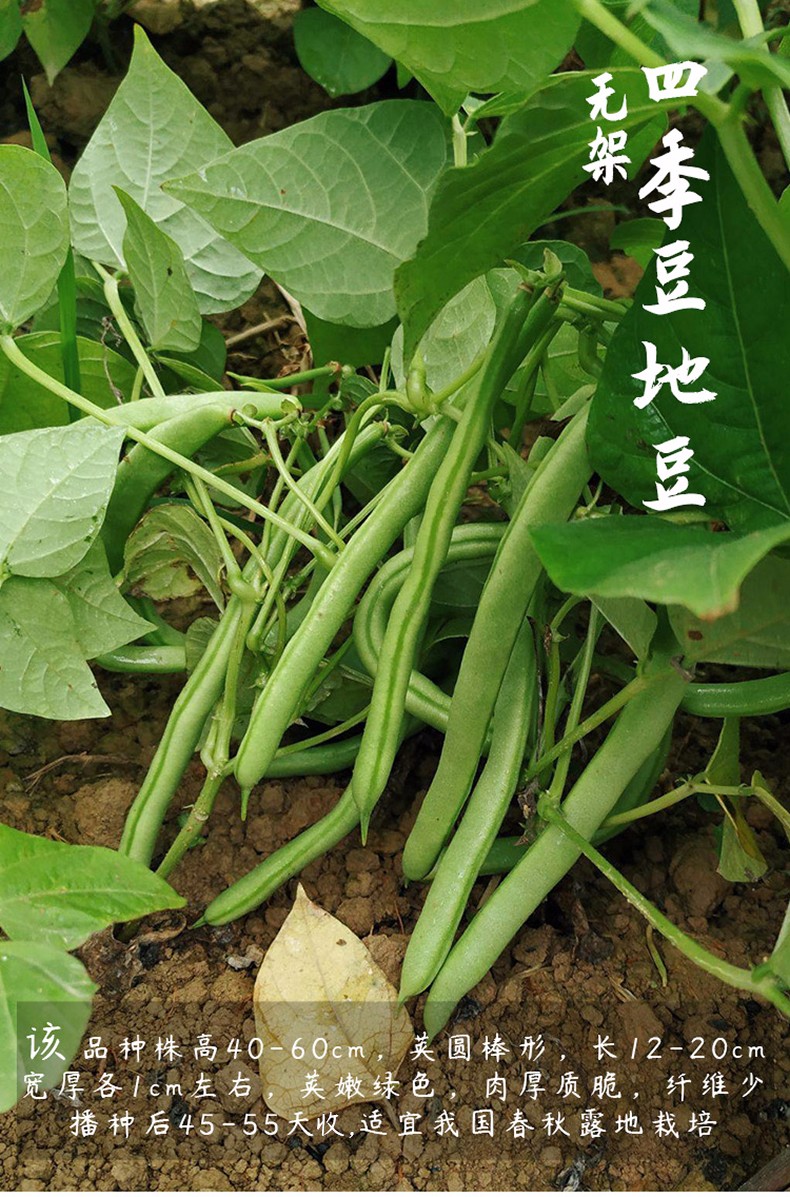 寿禾豇豆种子豆角大全秋季种籽缸豆四季搭架豆种家庭农业绿白条春季菜籽青条蔬菜早熟蔬菜 银白豇豆 大白龙白豇豆种子50g 图片价格品牌报价 京东