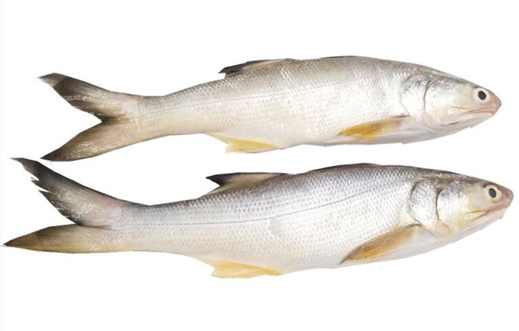 海捕午鱼马友鱼6斤深海水产新鲜急冻午笋鱼肉质鲜美细嫩05斤5斤47条