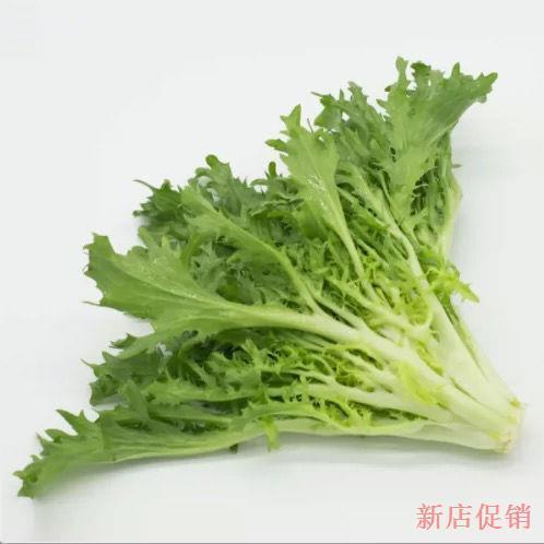 【中秋熱購】苦菊新鮮蔬菜苦葉生菜新鮮沙拉菜細葉黃心苦苣菜生吃青菜