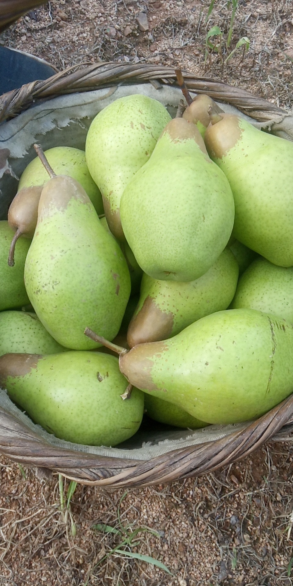 东北茄梨2斤3斤5斤装软糯大头梨不是烟台太婆梨子新鲜水果手工精选带