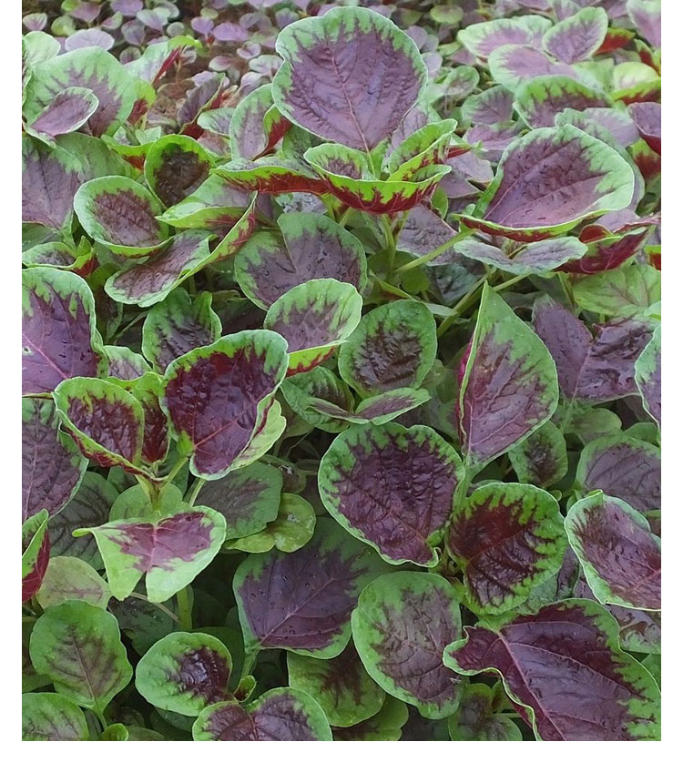 大圆叶红苋菜种籽种子黄白汗菜春季老品种汉菜四季蔬菜孑菜籽籽种圆叶