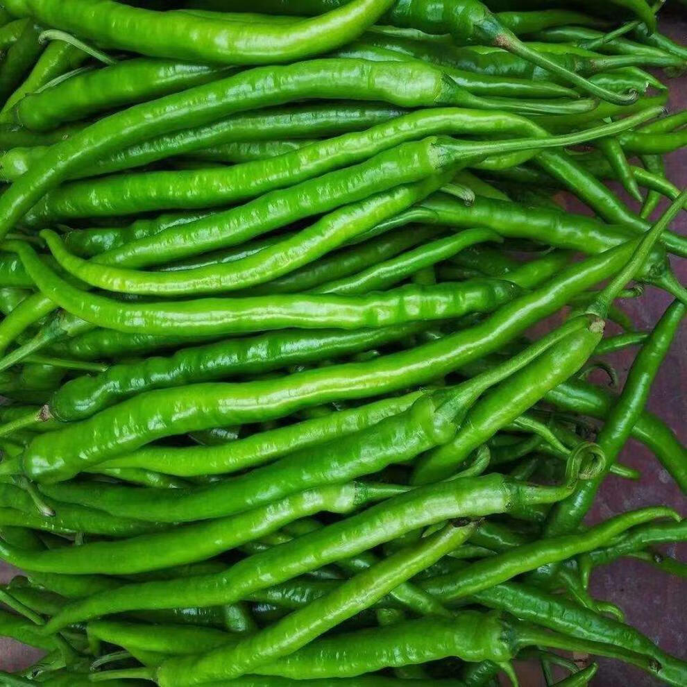 新鲜青辣椒二荆条线椒香辣青椒微辣薄皮长辣椒尖椒现摘蔬菜线椒 精品5