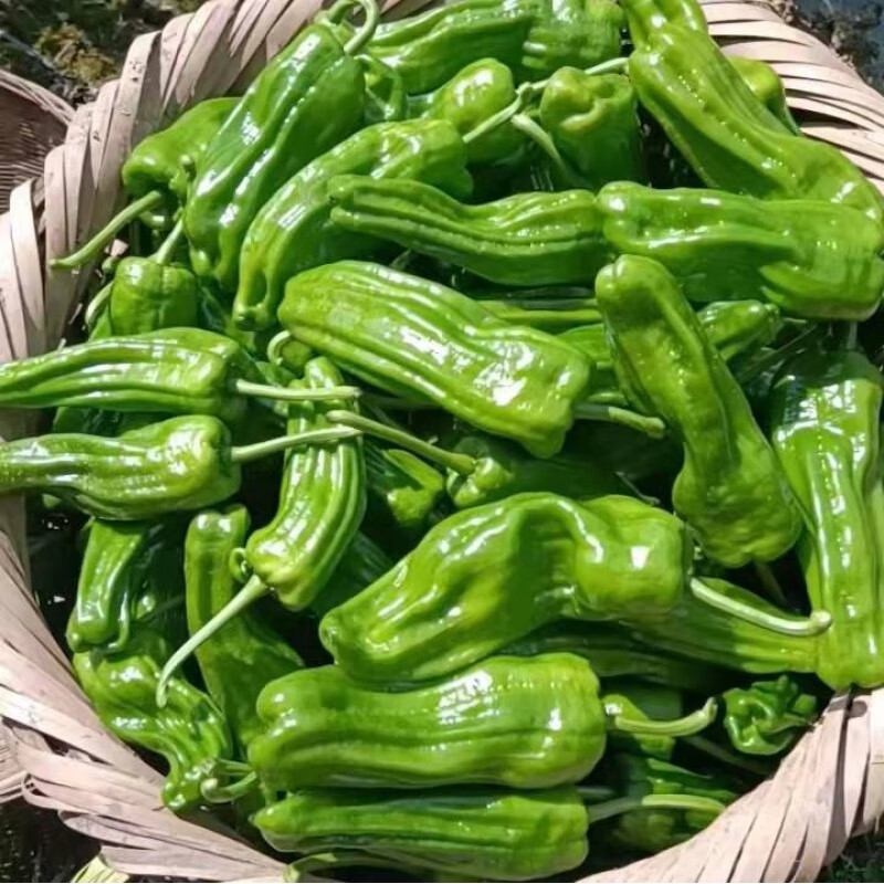 预售预售四川农家自种当季新鲜蔬菜薄皮青辣椒5斤时令虎皮大辣椒整箱