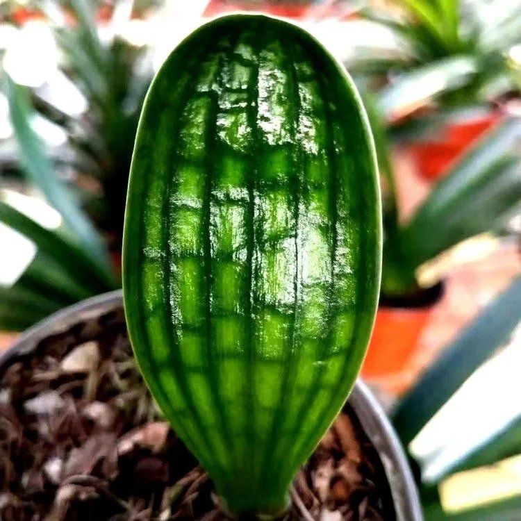 精品绿植君子兰精品小苗珍珠短叶圆头和尚麻脸君子兰苗室内桌面盆栽