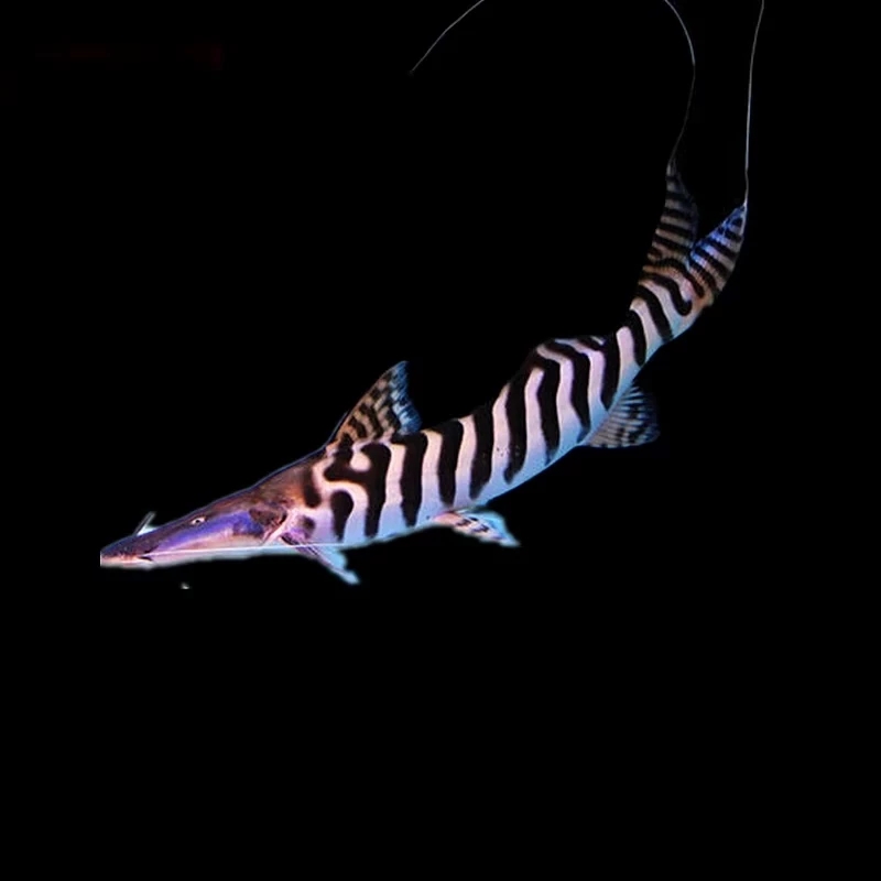 楠苑秋颖虎纹鸭嘴鱼鸭嘴鲨月光鸭嘴斑马鸭嘴鱼淡水鲨鱼大型底层观赏鱼