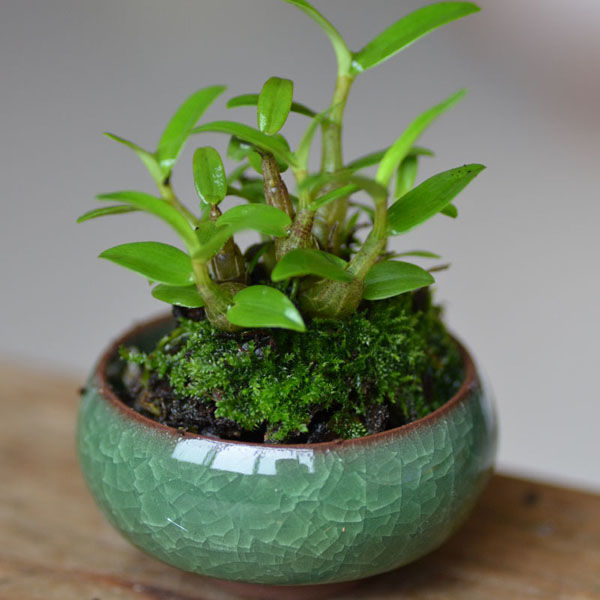 霍山石斛苗米斛苗超铁皮石斛兰花盆栽盆景秋颖三年大约20苗