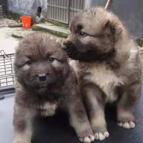 榮鬱土狗活體活物本地土狗中華田園犬領養農村看家護院幼崽大型肉狗苗