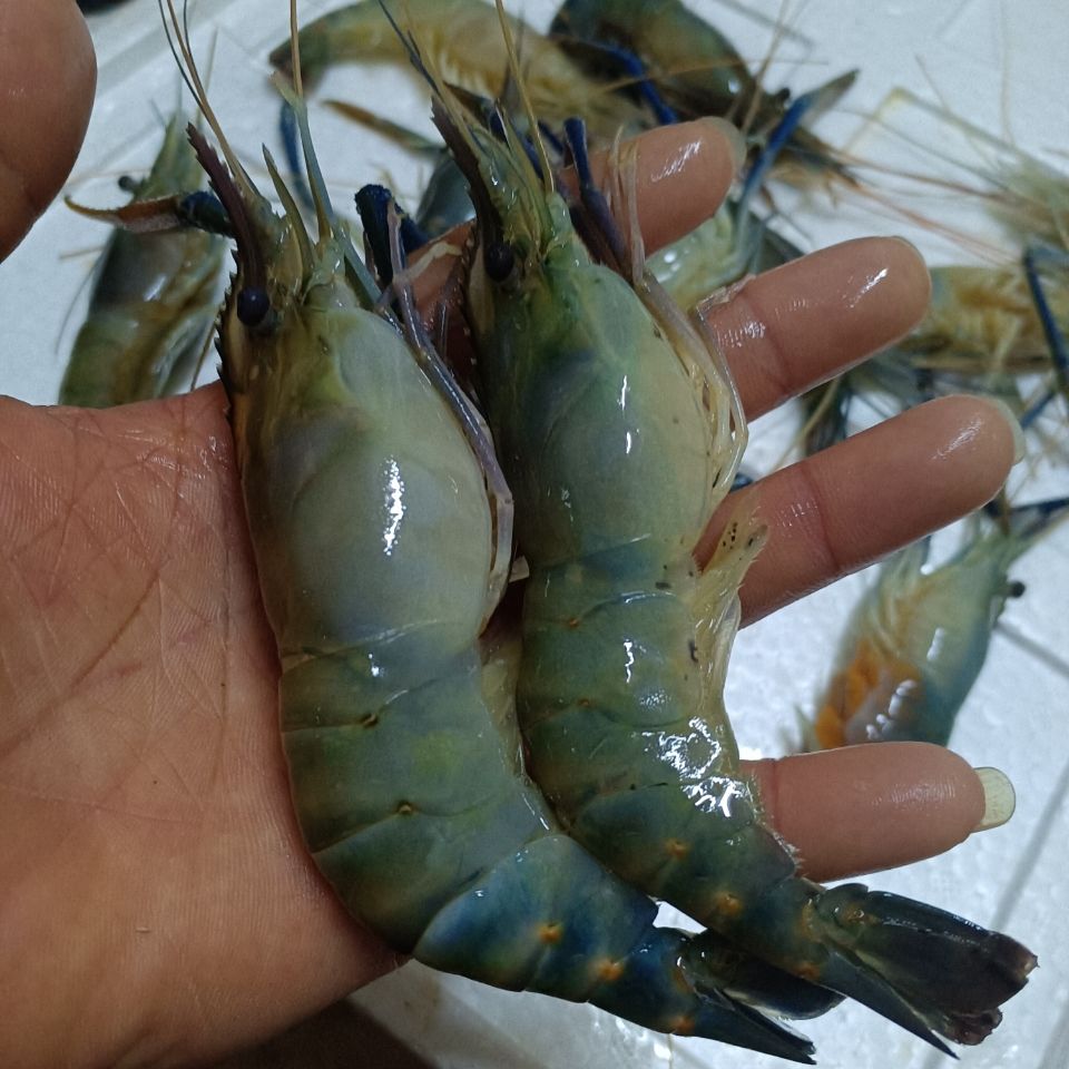 lism大河虾罗氏虾大头虾新鲜活虾速冻海鲜烧烤淡水大虾6只1斤 1斤50只