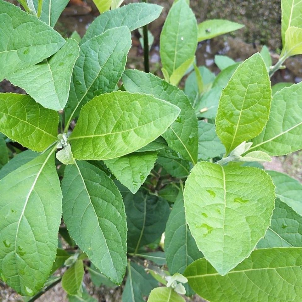 葉南非葉樹苗南非葉草藥苗種植 二年苗帶原土原杯發貨 不含盆【圖片