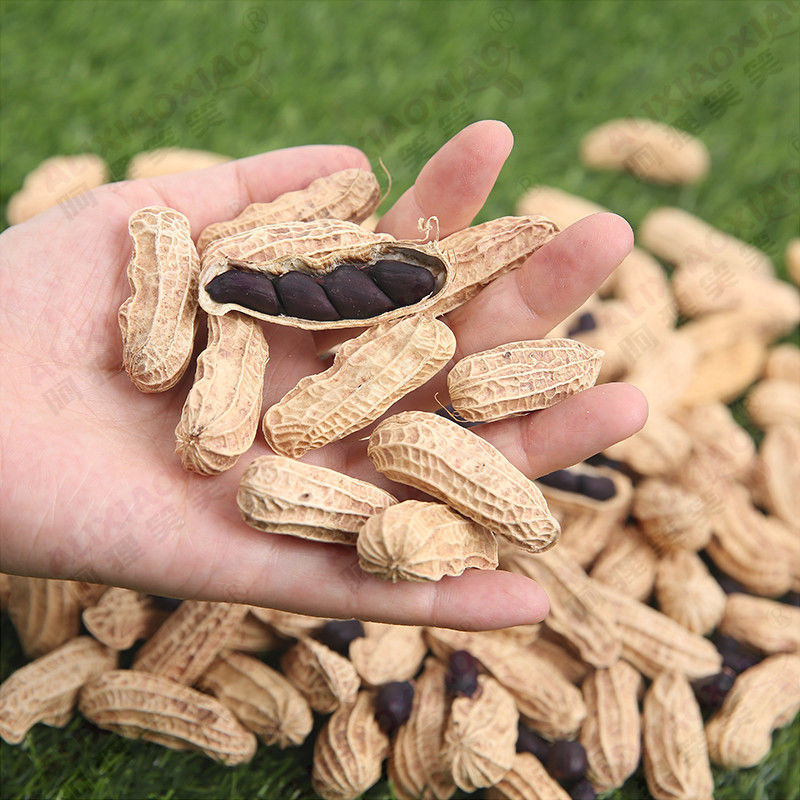 5折 云南黑花生 500g云南黑花生黑衣花生带壳黑皮花生五香花生 熟带壳