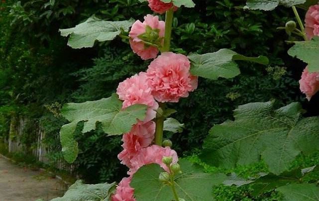 耐寒多年生重瓣蜀葵花種子四季播復瓣一丈紅花葵錦葵花海景觀花草重瓣