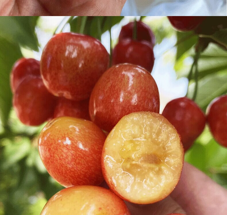 春光岛顺丰空运大连樱桃雷尼尔黄蜜樱桃黄金车厘子佳红孕妇新鲜水果