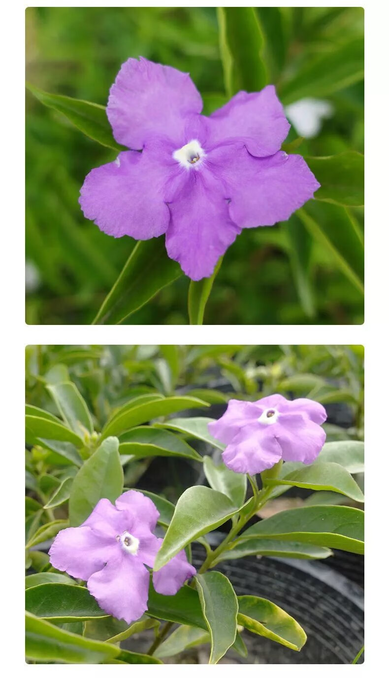 12，雙色鴛鴦茉莉花苗濃香型植物四季開花室內外好養易活花卉盆栽大全 精選雙色茉莉花苗18公分++ +原土球+生根粉