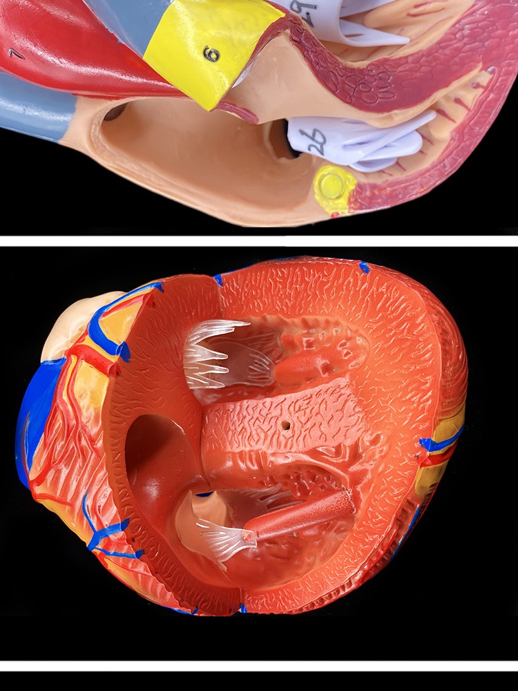 人體心臟模型醫學放大器官結構解剖醫院學校教學教具彩b超可拆裝心臟