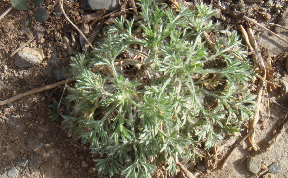 北京同仁堂茵陈250g茵陈蒿中草药绵茵陈野生棉茵陈干茵陈草【图片