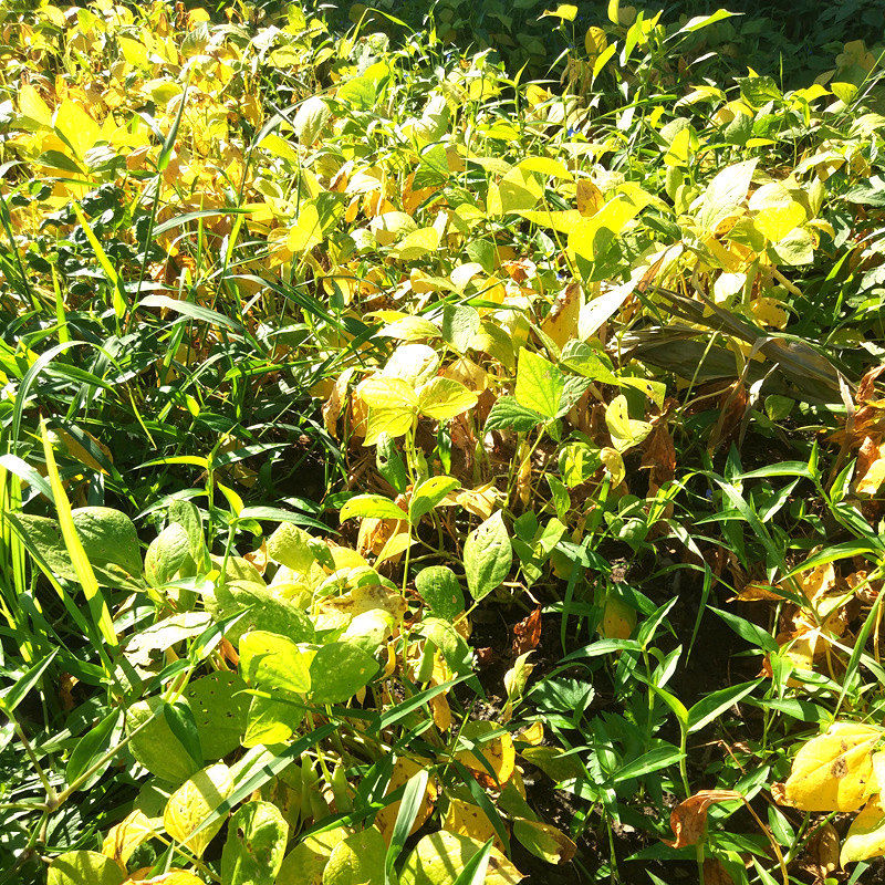 东北芸豆农家大腰豆黑龙江饭豆红花芸豆白花芸豆紫花芸豆煮粥豆沙