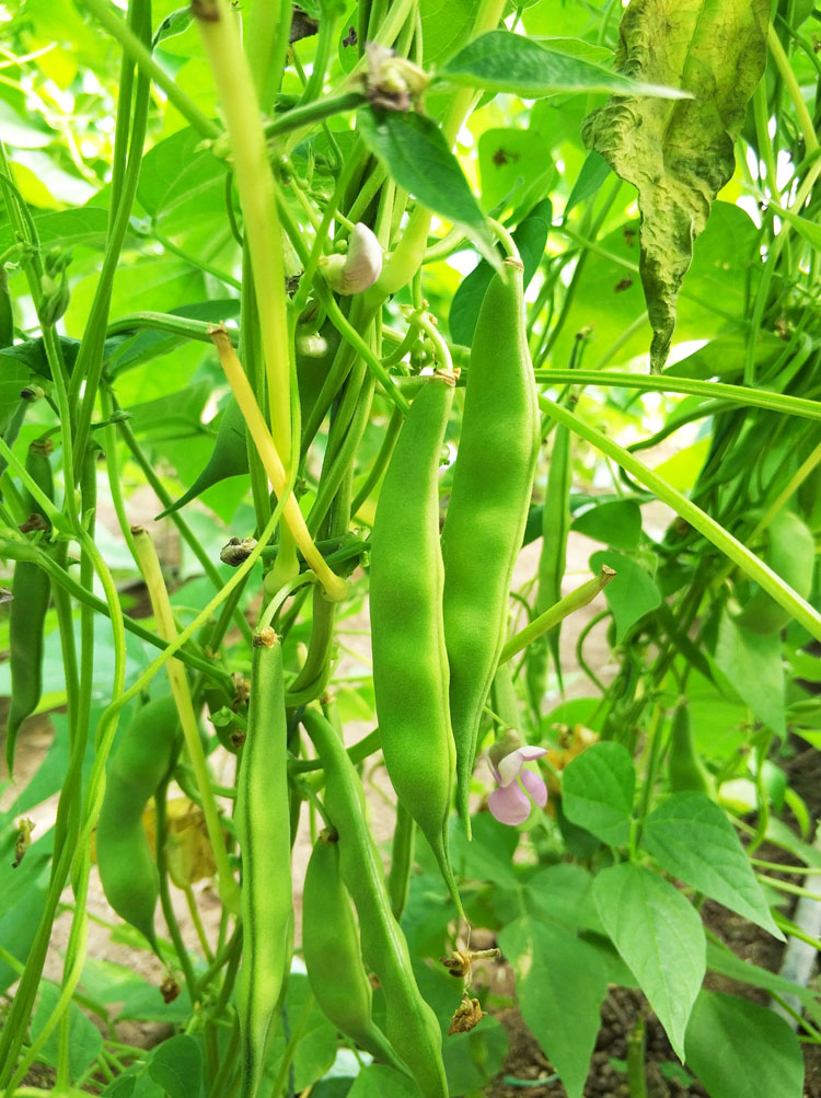 东北油豆角农家新鲜蔬菜特产九月青开锅烂现摘自种2斤3斤5斤1500g