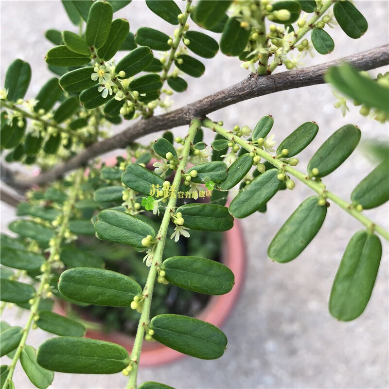 汉柠新品种油甘果苗余甘果苗嫁接油甘果树苗油甘仔树苗耐寒果树苗3年