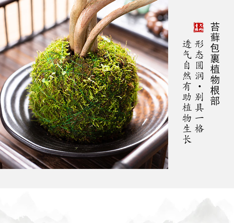 五福发财树苔藓盆景桌面盆栽室内茶桌水培好养小绿植中式禅意植物