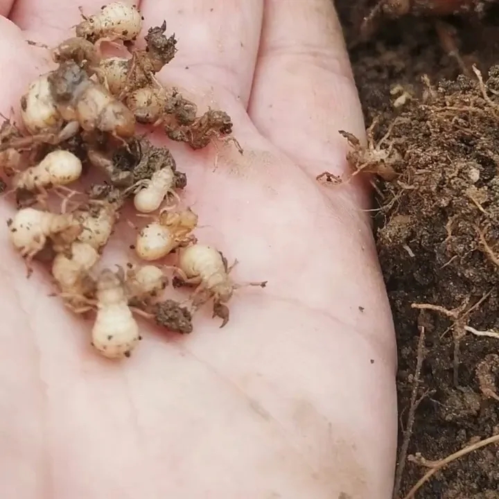 荣郁 金蝉幼苗知了猴卵金蝉卵活体蝉蚁幼虫金蝉养殖孵化知了猴种苗种