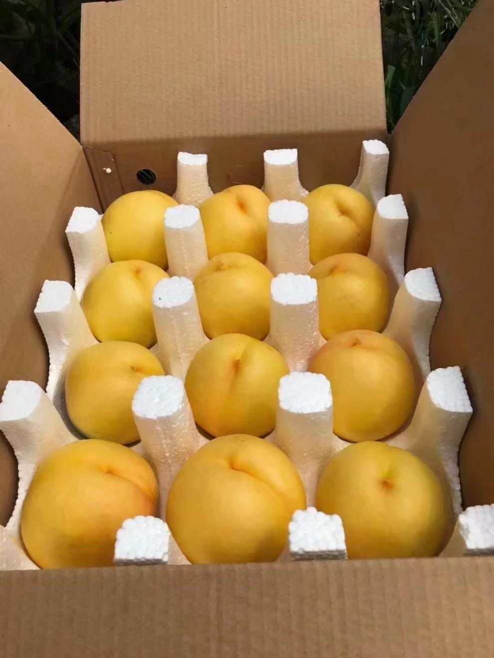 轻恋山西芒芒桃芒果味黄油桃sf冷链当季新鲜孕妇水果油桃桃子 5斤 大