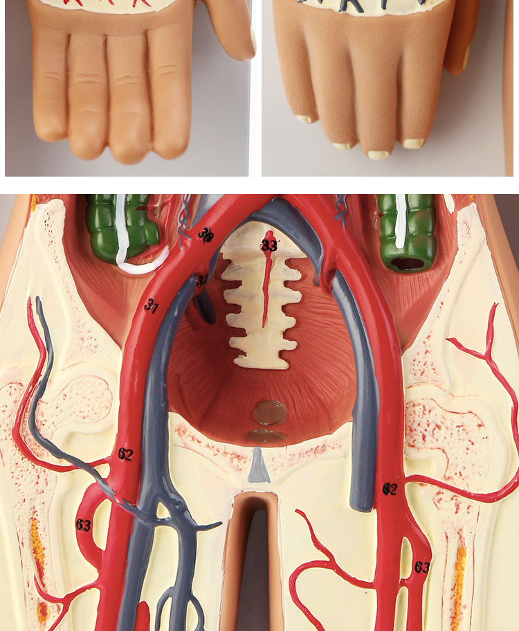 【顺丰速发】人体内脏血液循环模型心脏动脉静脉神经血管器官解剖医学