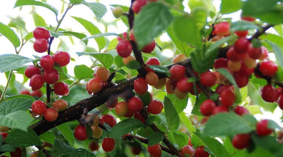 耐寒东北小樱桃野生山樱桃树苖南特大北方盆栽种植当年结果苖 8年苗