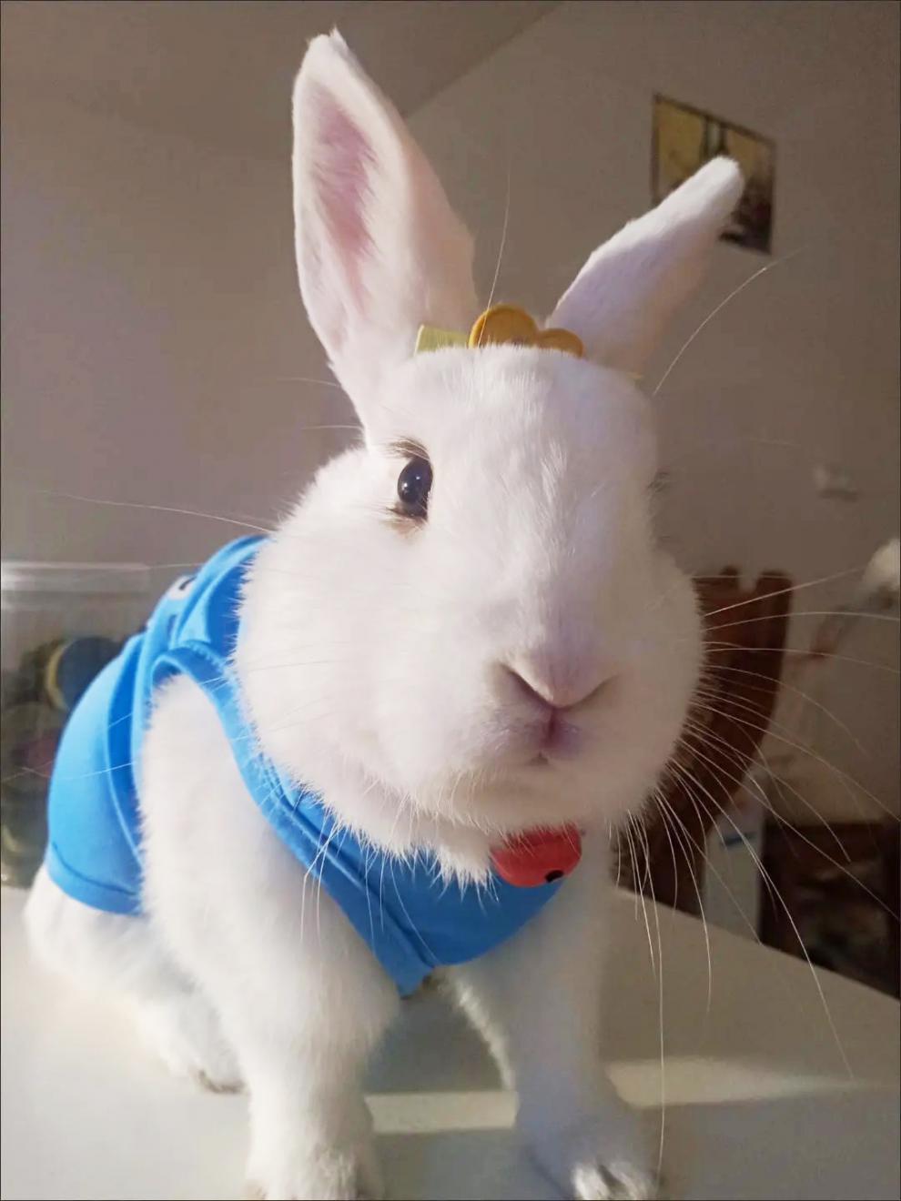 鹿凌青 小兔兔穿的衣服安哥拉巨兔衣服兔子衣服宠物兔薄款背心夏季猫