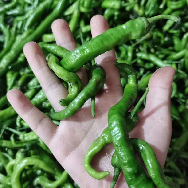 德祥隆湖南生鲜蔬菜本地辣椒 特辣青椒 扯树辣椒 擂辣椒土辣椒 无皮香