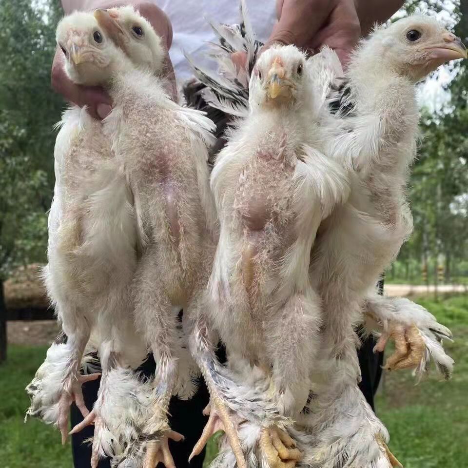 进口婆罗门鸡苗活体婆罗门受精卵巨型鸡一代进口观赏鸡蛋大红袍樊天鸡