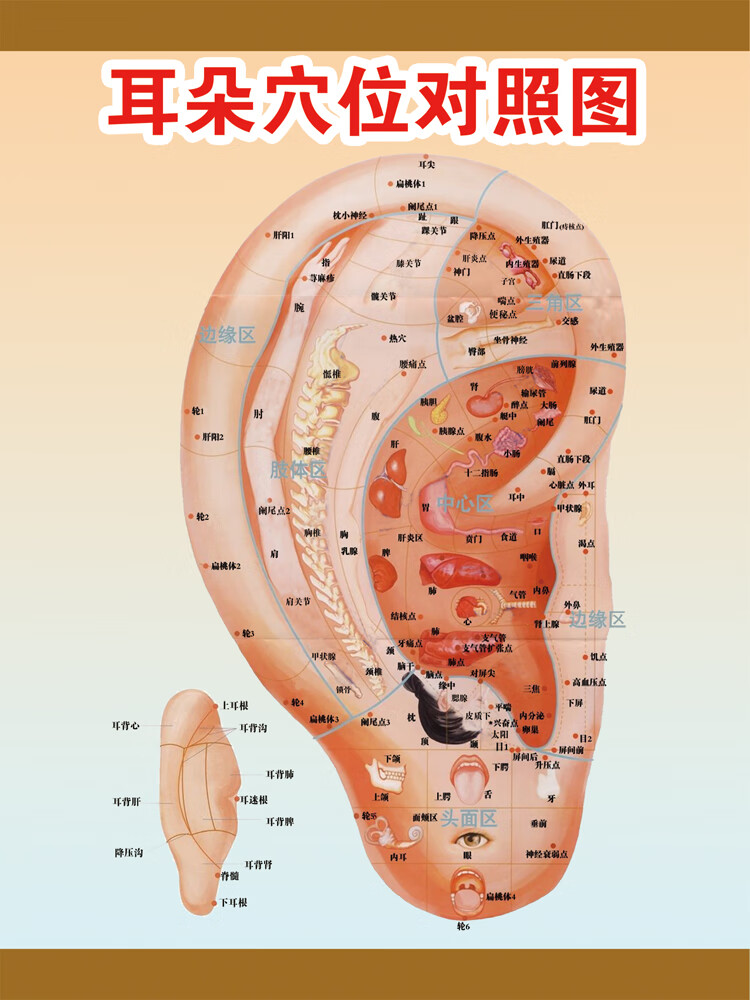 耳朵学位图定位图片
