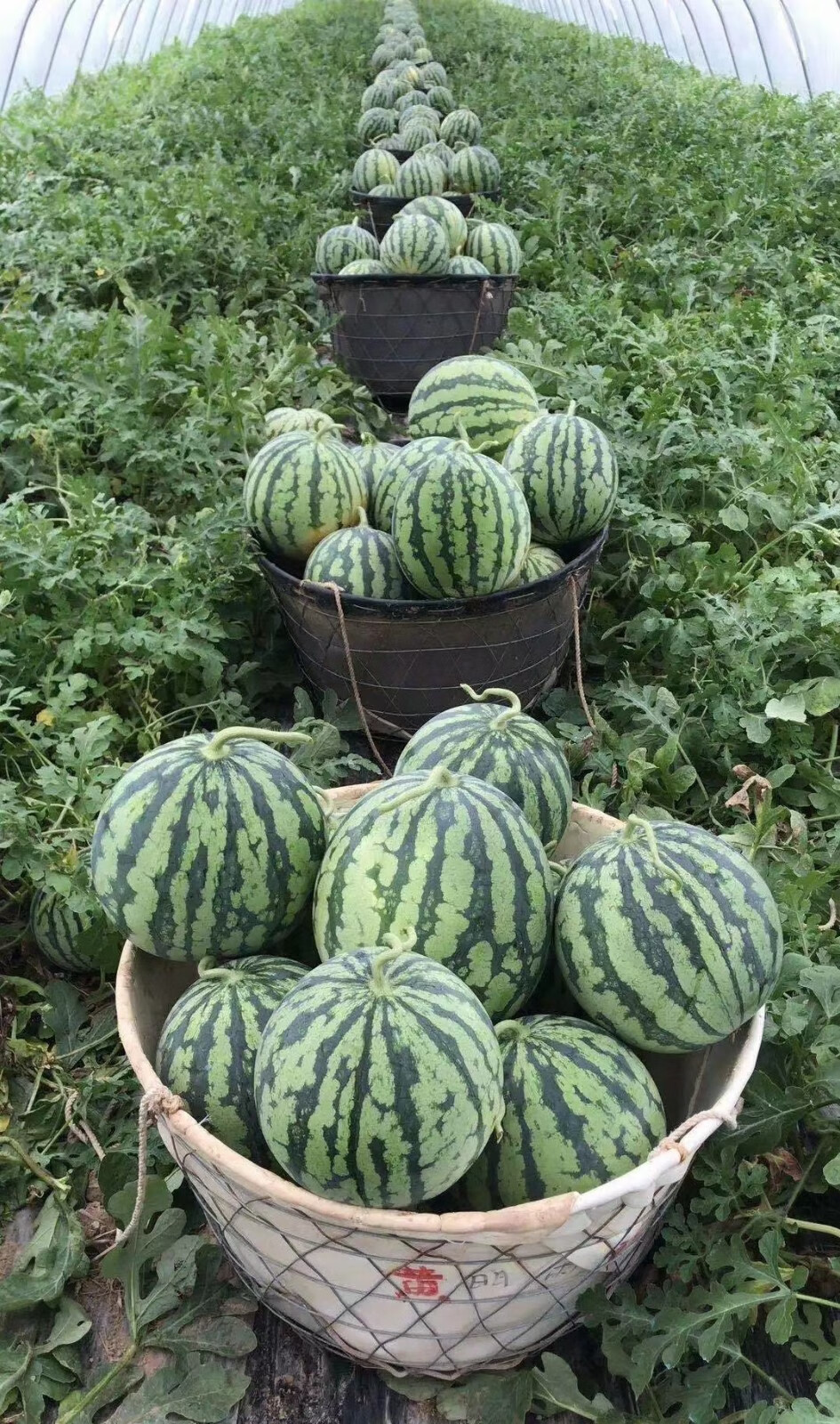 jd物流麒麟西瓜新鲜水果南汇8424西瓜皮薄多汁67斤1个头茬西瓜1个装