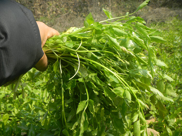 鲜美惊 现采现发野生水芹菜 新鲜野芹菜湖南当季生鲜野菜1/3/5斤