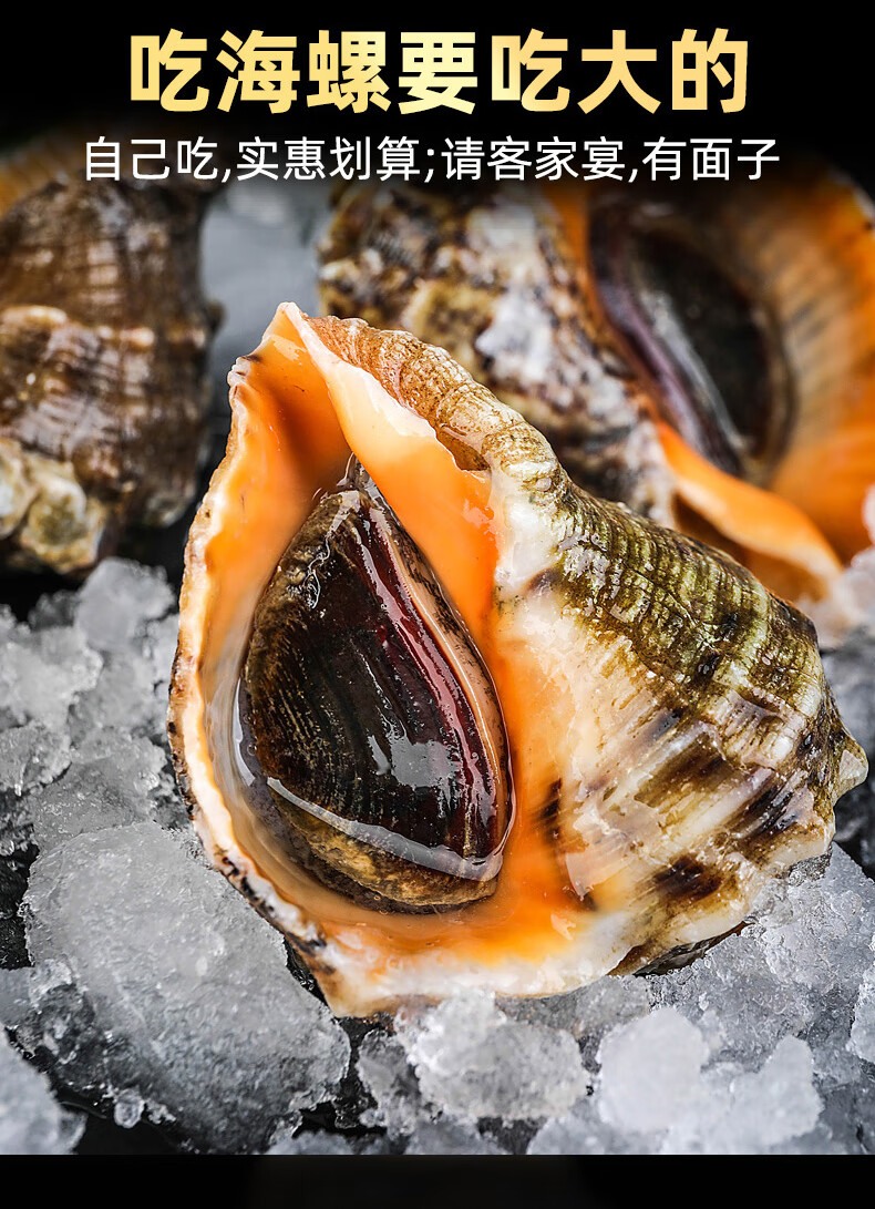 3斤活海螺鲜活新鲜超大海螺特大海鲜贝壳类生鲜特产野生香螺1500g3斤