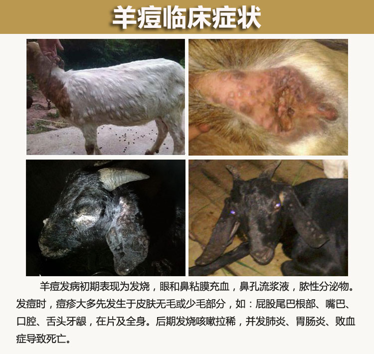 顺丰速运兽用羊疫苗羊痘三联四防传胸口疮口蹄疫小反刍链球大肠杆脓包