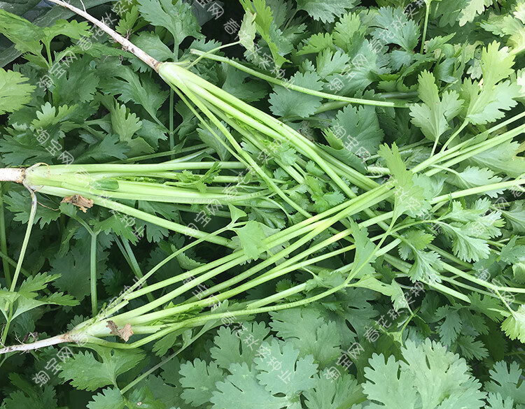 農家山東老香菜種子春夏秋四季播蔬菜籽老芫荽陽臺盆栽大臭菜孑山東老