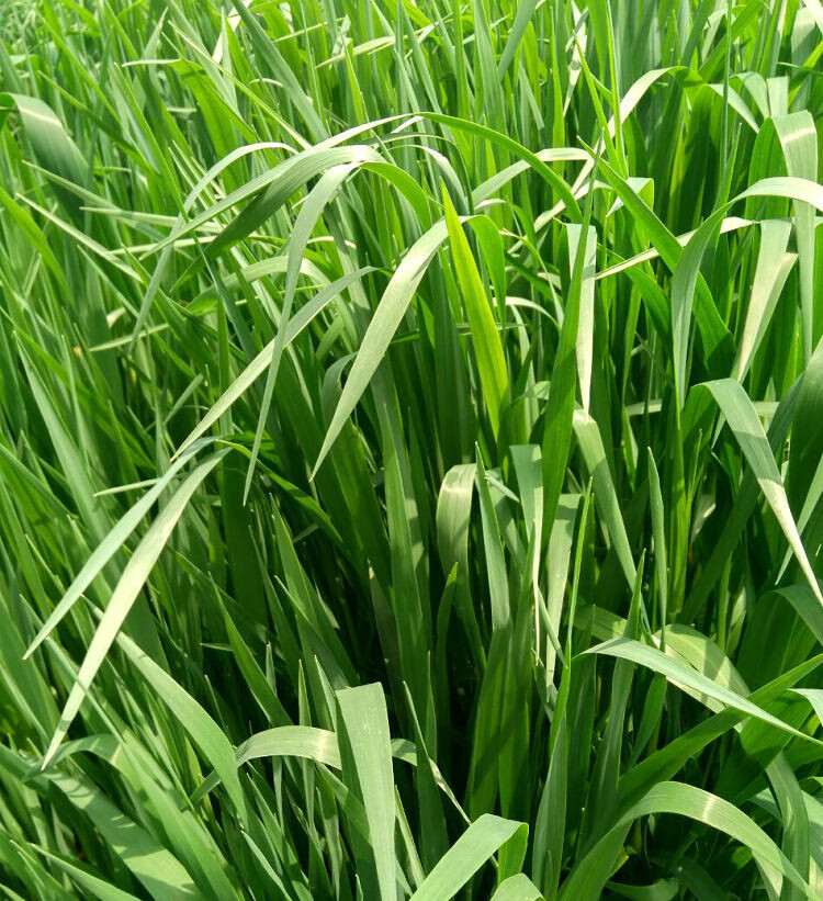 饲用燕麦种子 秦琼边锋牧草籽 高产饲料作物 耐寒好 产量高适应强