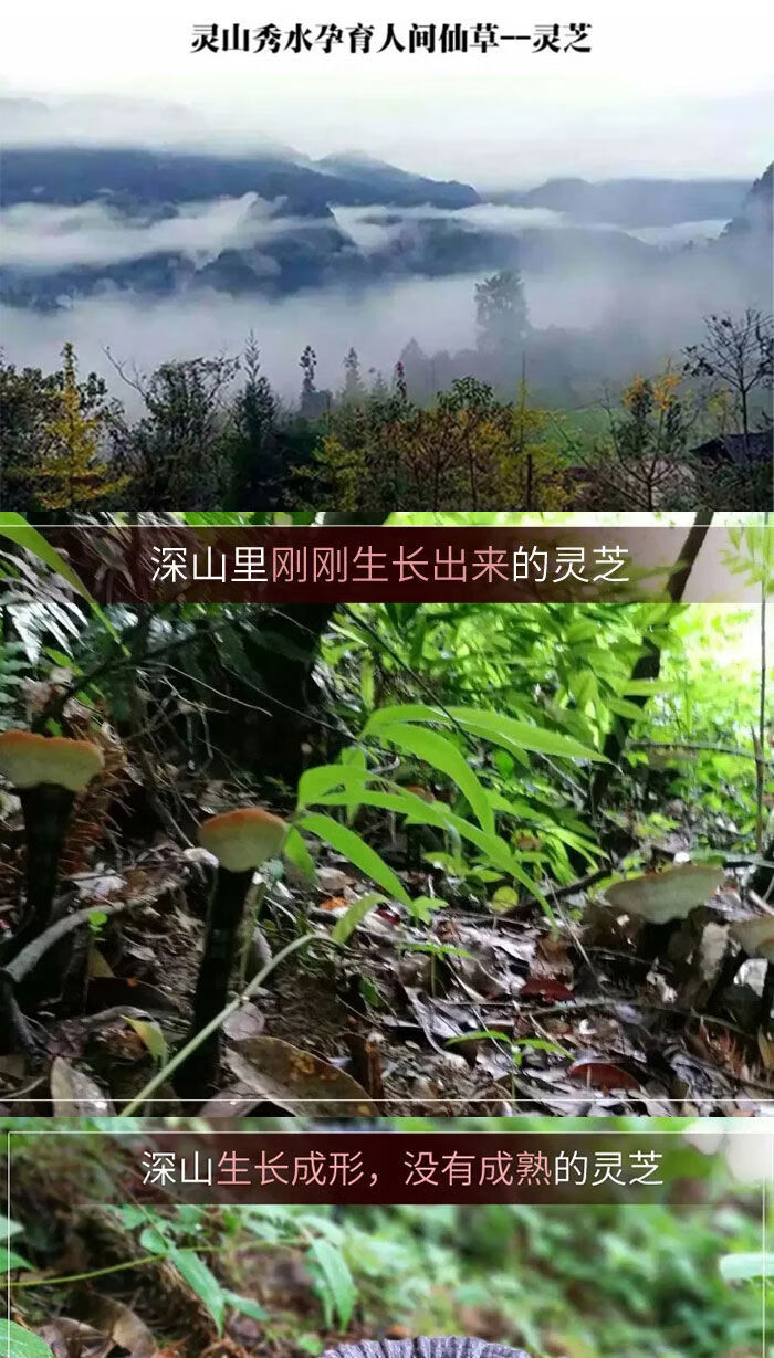 纯特级野生整枝竹灵芝竹灵芝片野生赤灵芝50克100克2