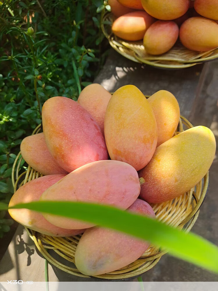 四川攀枝花小红贵妃芒果彩色芒新鲜水果当季孕妇水果 5斤礼盒装【图片