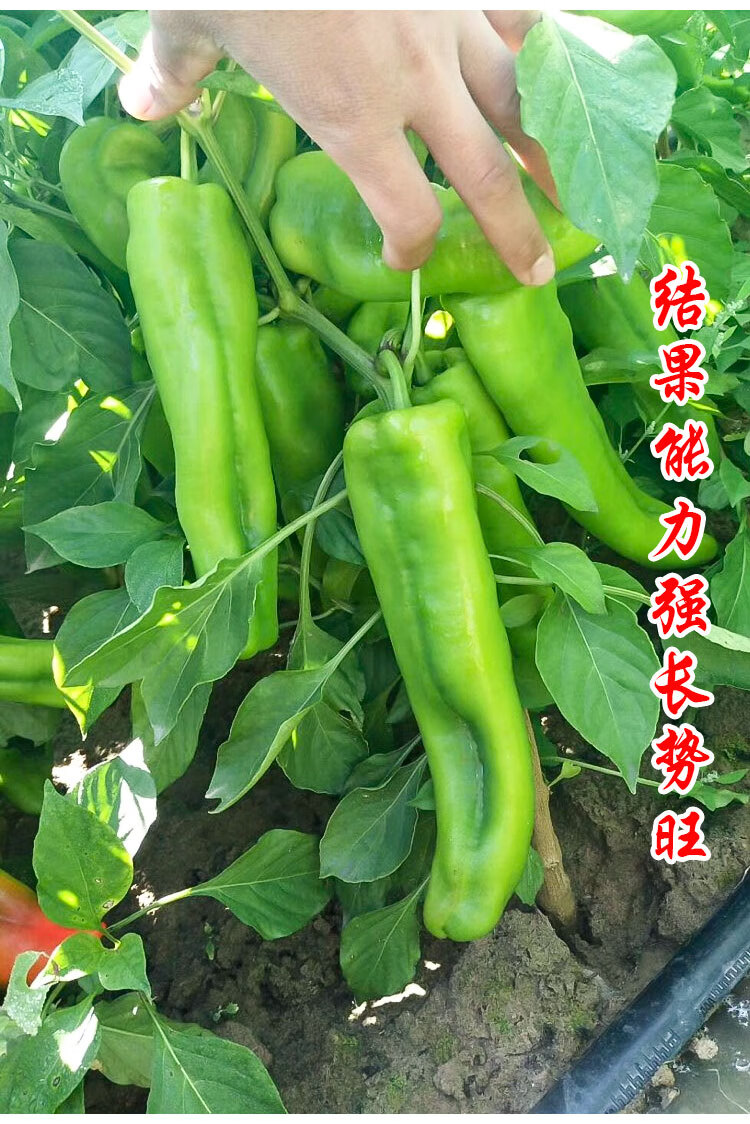 特大牛角椒种子大果羊角青椒尖椒辣椒种籽高产春季秋季蔬菜孑籽种大果