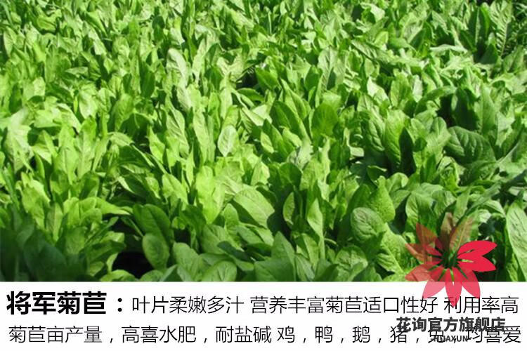 00g店铺:花询官方旗舰店商品编号:10037325586678商品名称:牧草种子